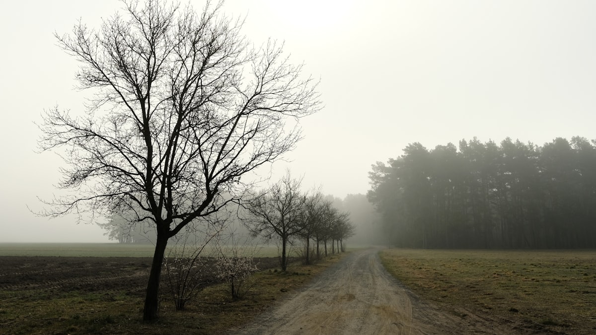Feldweg mit Allee und Kiefernwald